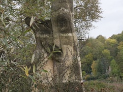 Photos de la randonnée du 12 novembre 2019 par JR