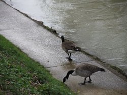 Photos de la randonnée vers Noisiel