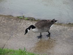 Photos de la randonnée vers Noisiel