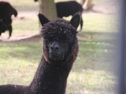 Randonnee en forêt de Carnelle le 18 avril 2018