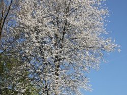 Randonnee en forêt de Carnelle le 18 avril 2018