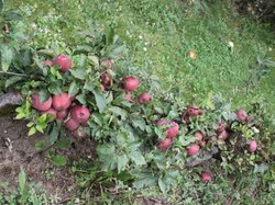 VERSAILLES au mois d 'août 2017